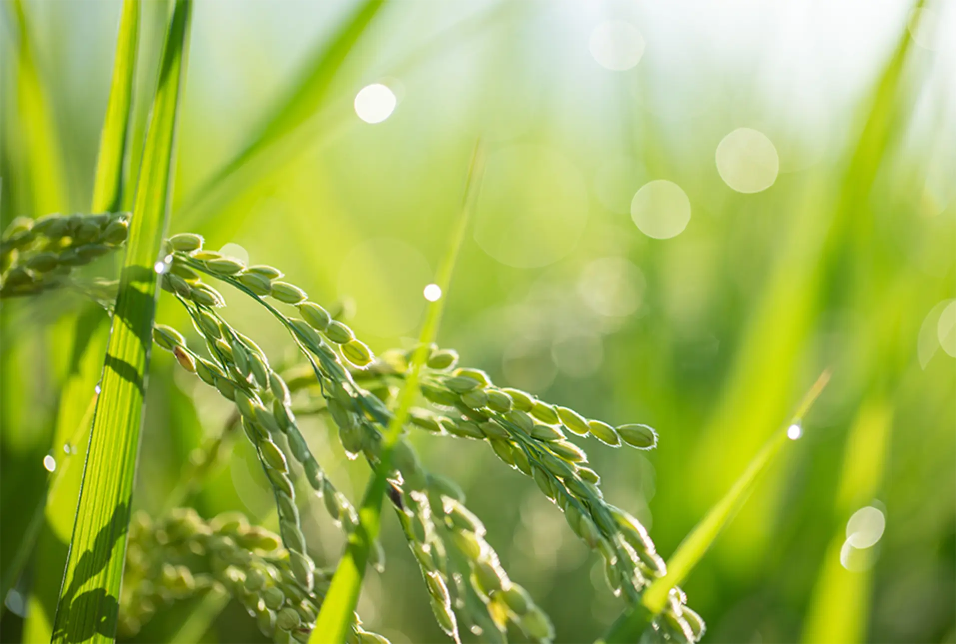 Green Rice